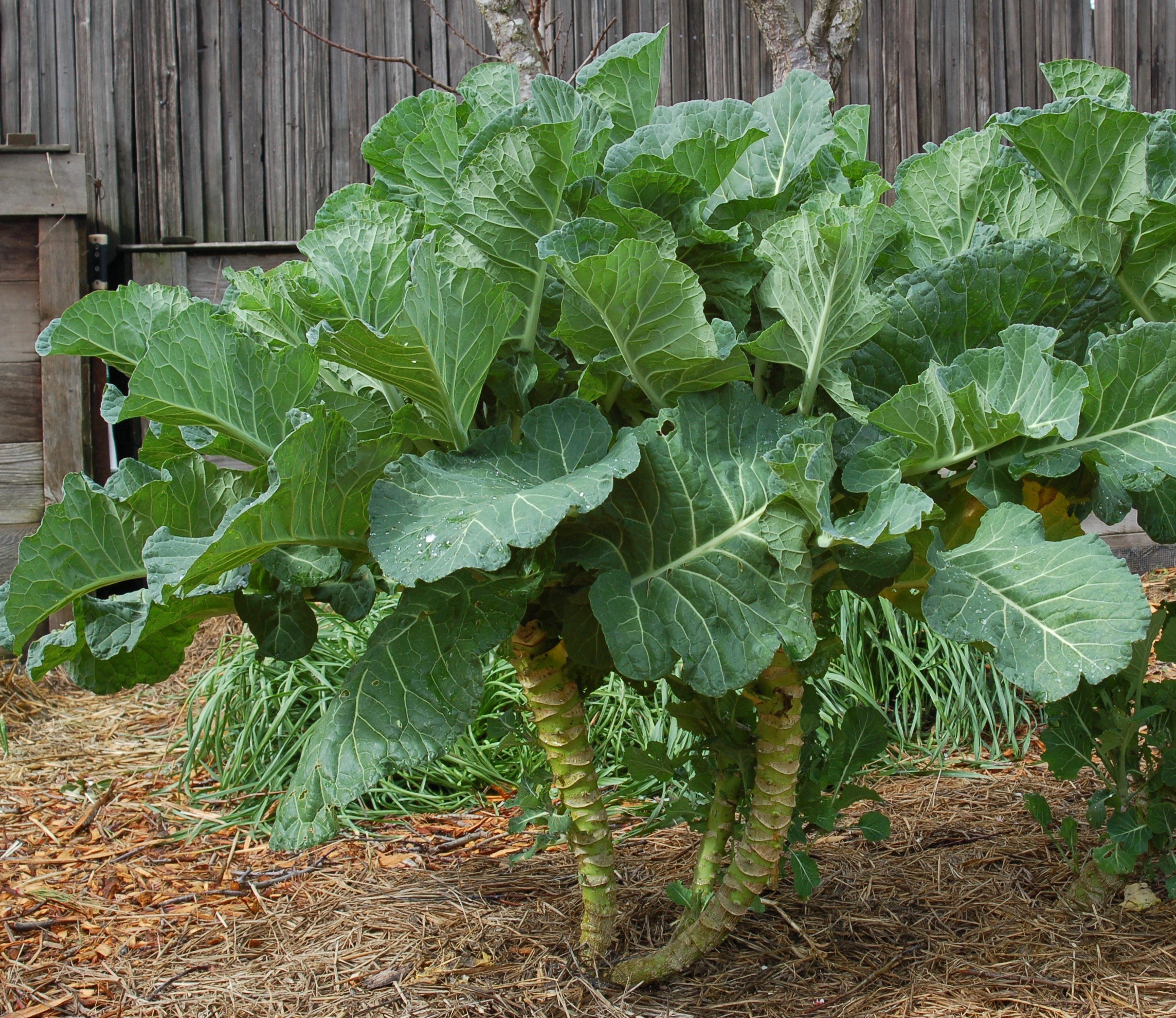 “Merritt” Perennial Tree Collard Project Tree Collard