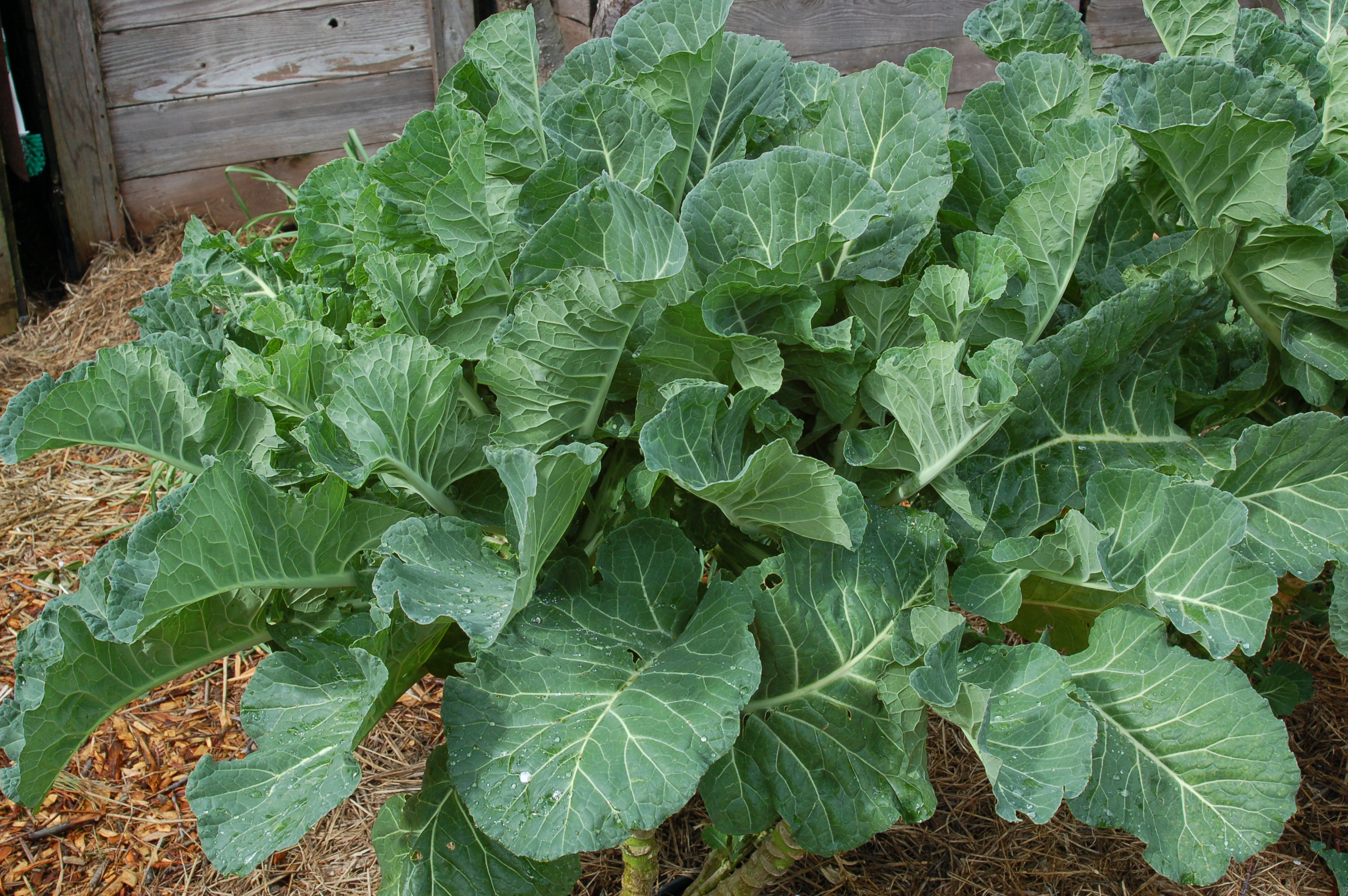  Merritt Perennial Tree Collard Project Tree Collard