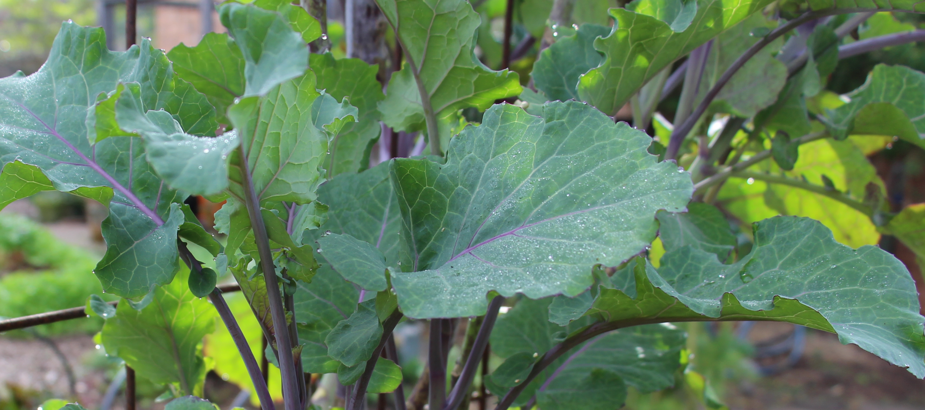 30-green-tree-collard-seeds-project-tree-collard