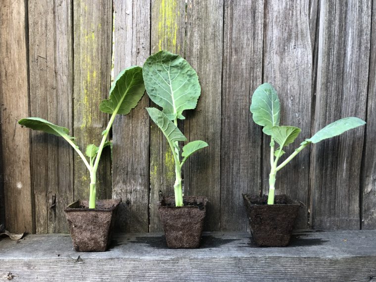 3 Rooted Jolly Green Tree Collard Plants